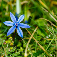 Bluestar Flower