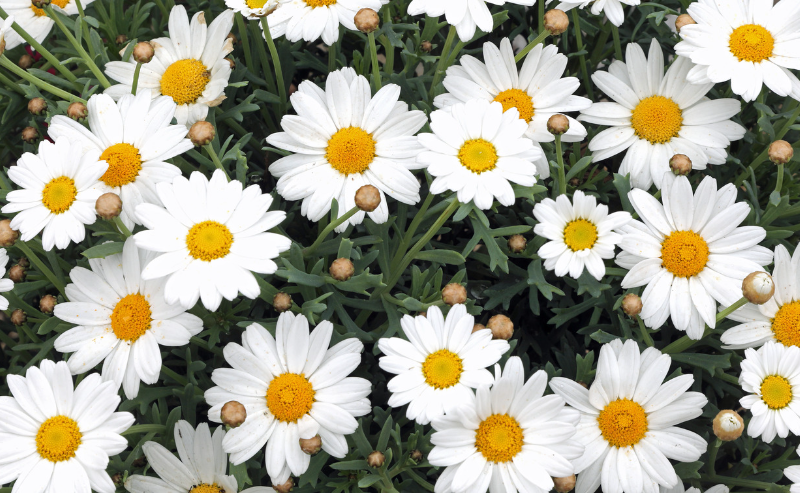 Chamomile Flower- Flowers that Look Like Daisies