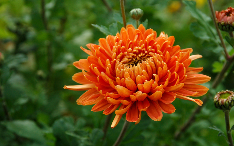 Chrysanthemum Flower - Orange Flowers Name