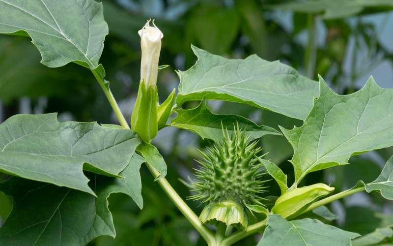 Datura Flower - Flowers Name In Italian and English