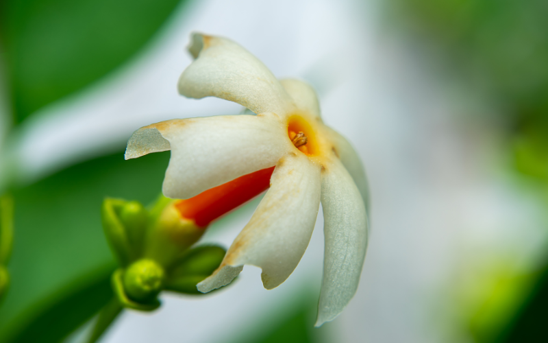 Night Jasmine Flower -