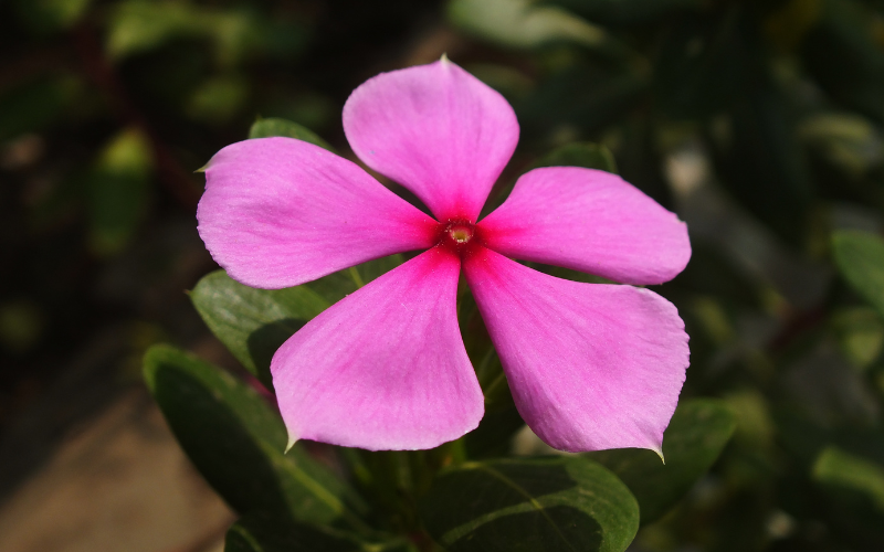 Periwinkle Flower - Flowers Name Starting with P