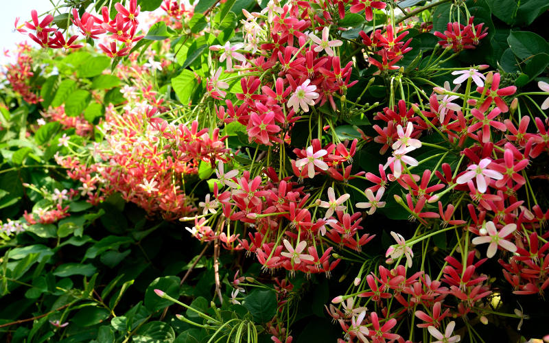 flowers-name-in-marathi-flowers-name-info
