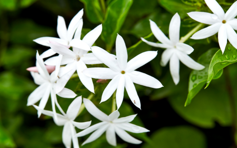 Sweet jasmine Flower - Flowers Name In Romanian and English