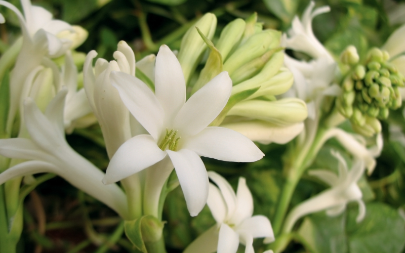 Tuberose - Flowers Name in Marathi