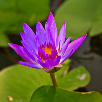 bluewater lily