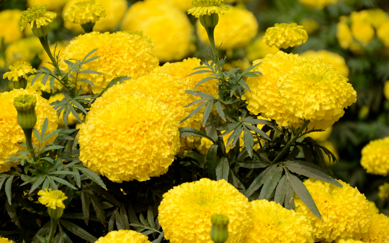 Marigold Flower- Yellow Flowers Name