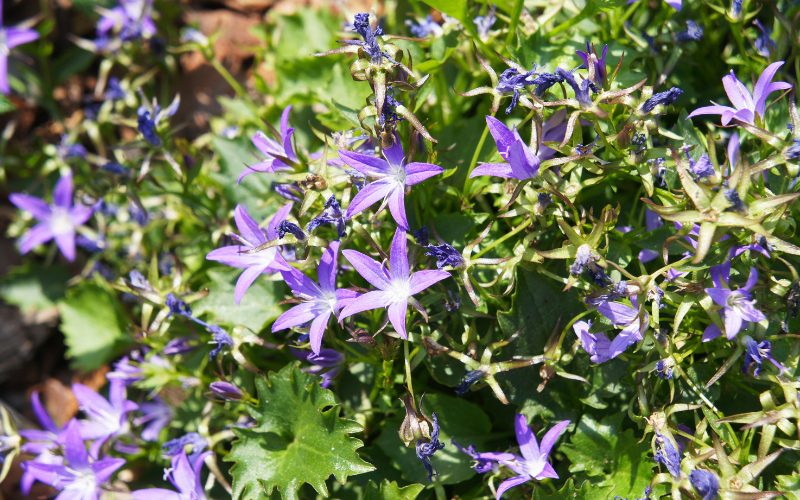 Adriatic Bellflower - Flowers Name Starting with A