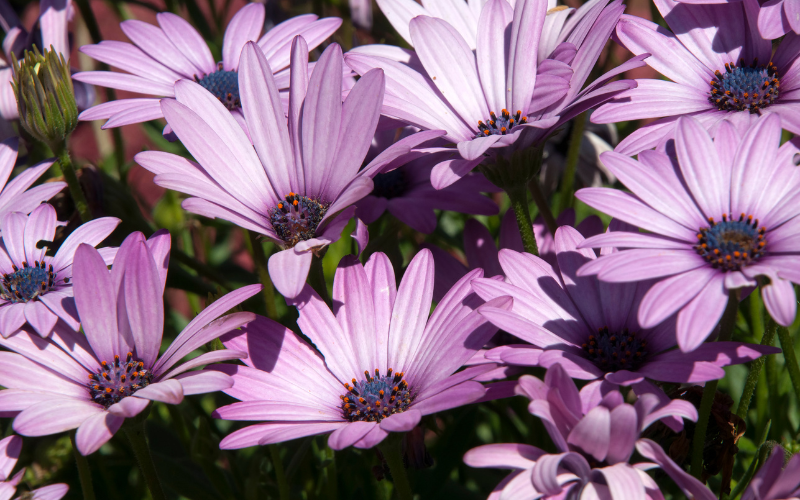 African Daisy flowers - Flowers Name Starting with A
