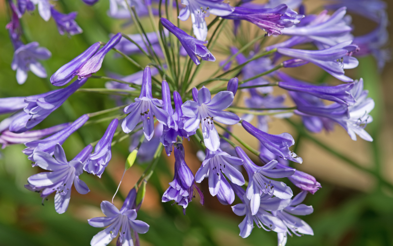 African Lily flowers - Flowers Name Starting with A