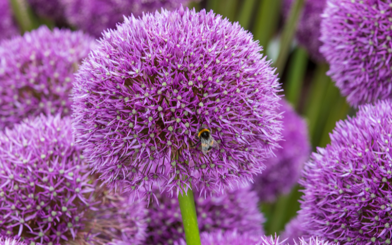 Allium flower - Flowers Name Starting with A