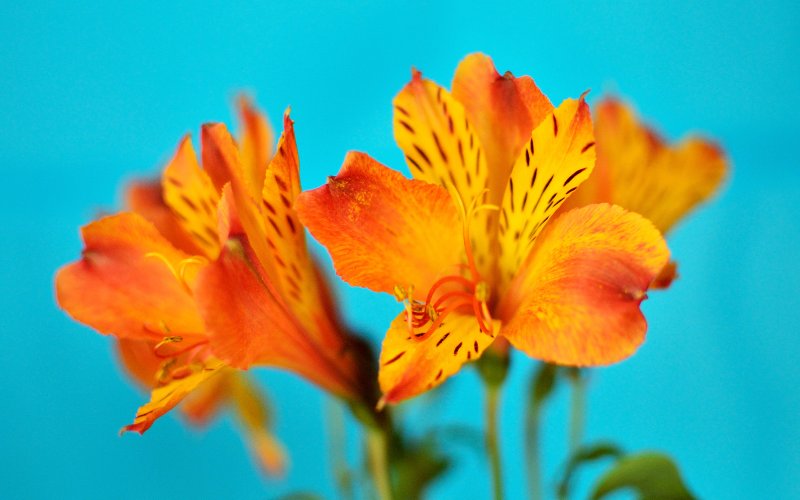 Alstroemeria  Flower - Orange Flowers Name