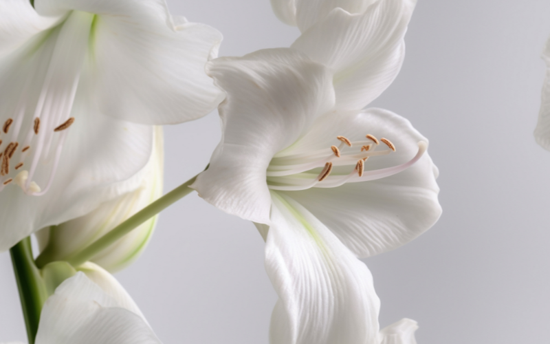 Amaryllis flower- White Flowers Name