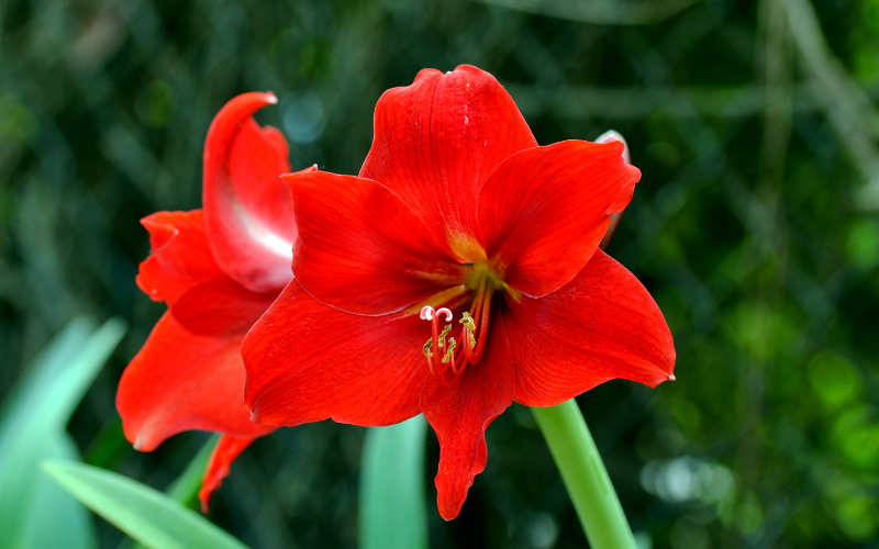 Amaryllis flowers - Flowers Name Starting with A