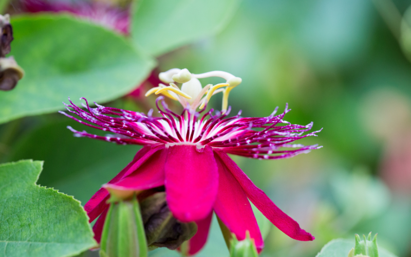 Anastasia Passion Flower - Pink Flowers Name