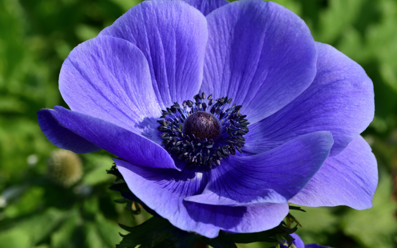 Anemone flowers - Flowers Name Starting with A