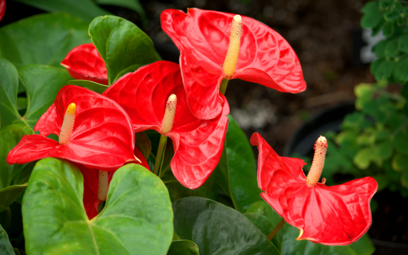 Anthurium flowers - Flowers Name Starting with A