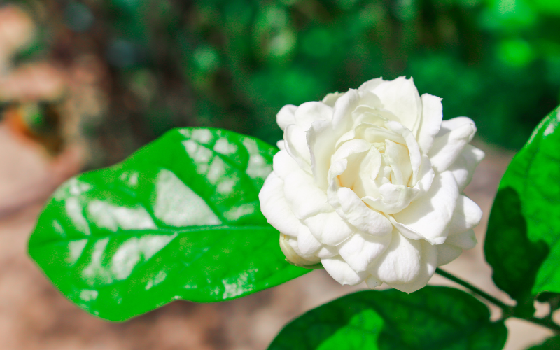 Arabian Jasmine Flower - White Flowers Name