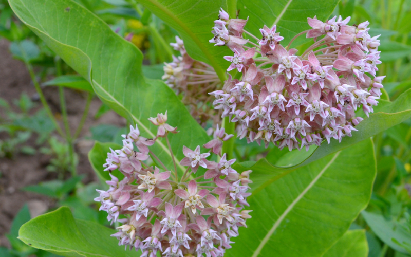 Asclepias Syriaca Flower -  Flowers Name Starting with A