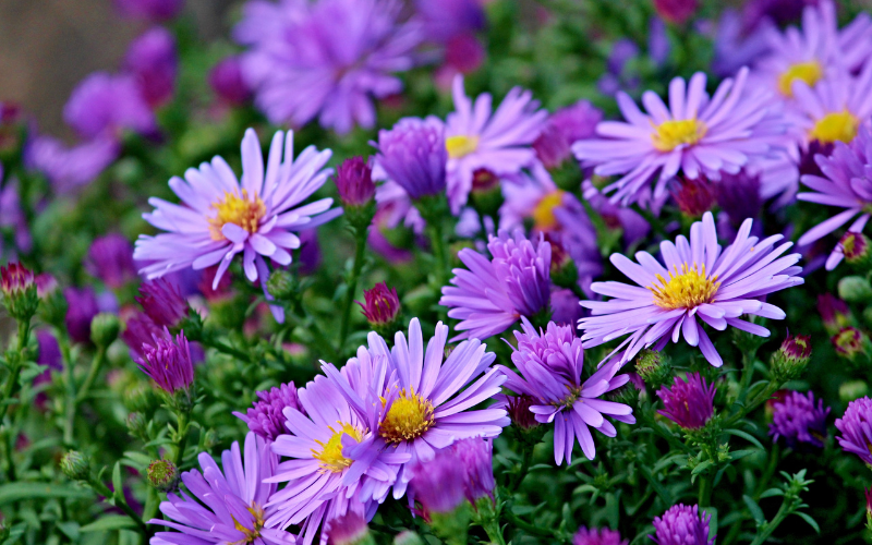 Aster flowers - Flowers Name Starting with A