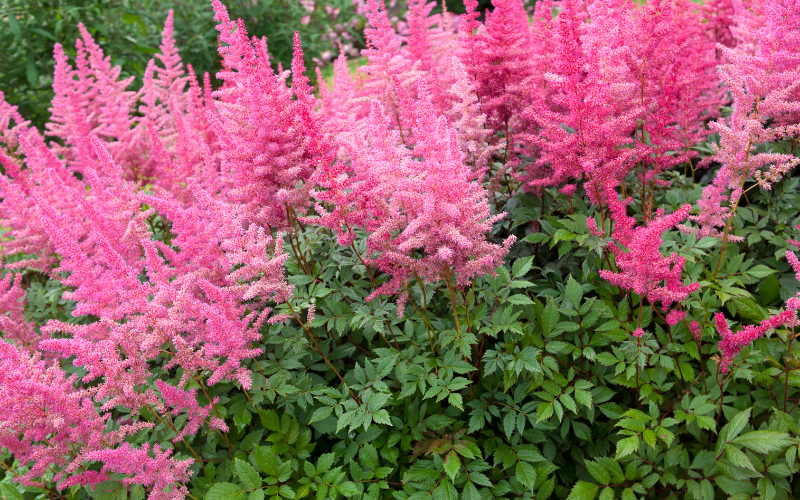 Astilbe flowers -Flowers Name Starting with A