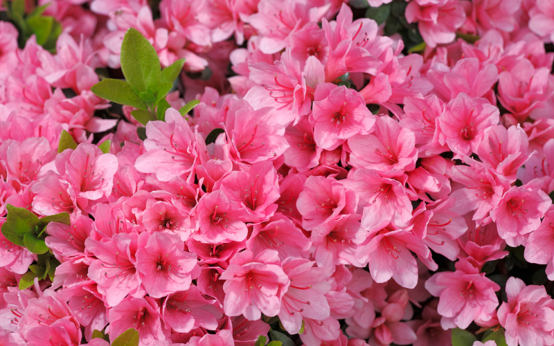 Azalea Flower - Pink Flowers Name