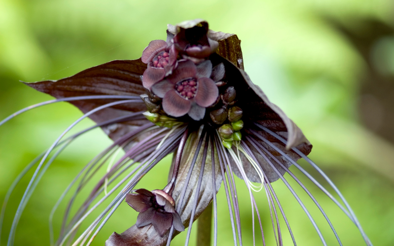 Bat Flower - Flowers that Look Like Animals