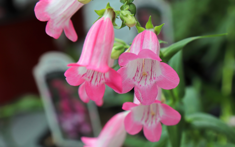Beardtongue Flower - Pink Flowers Name