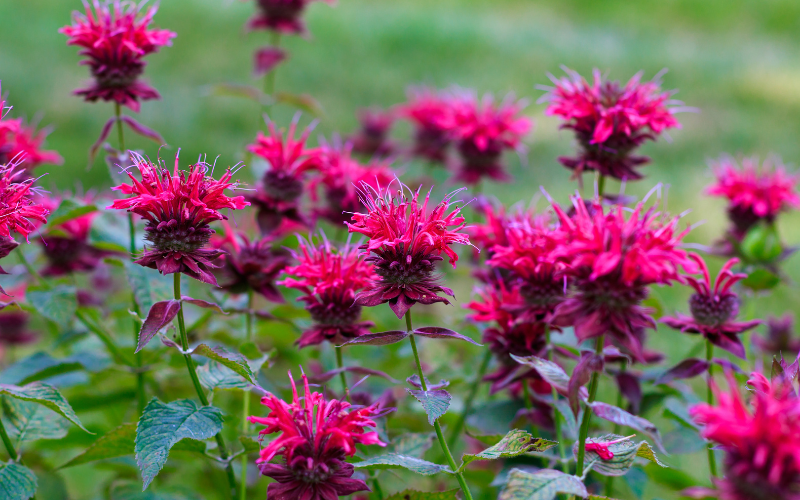 Bee Balm Flower - Pink Flowers Name