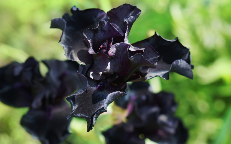 Before the Storm Iris Flower - Black Flowers Name