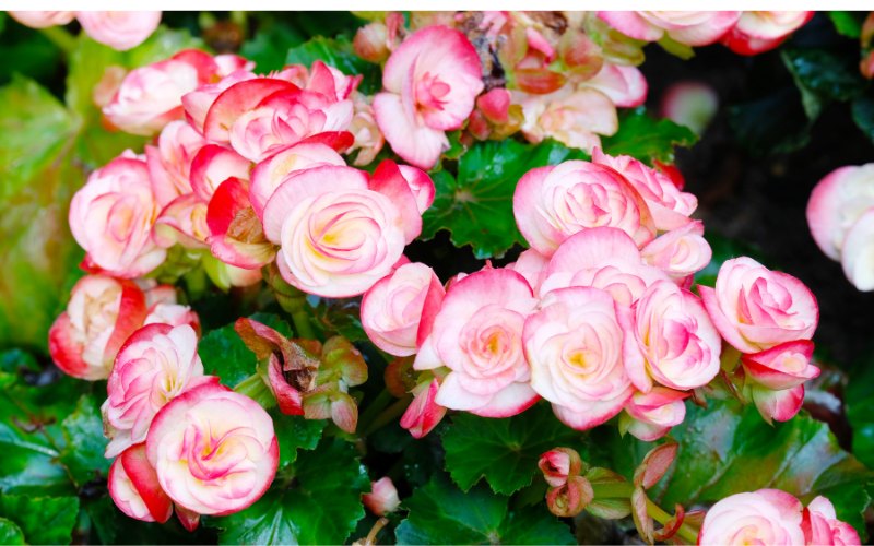 Begonia Flower - Flowers Names Starting with B 
