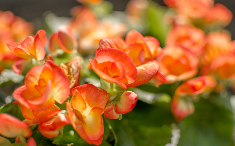 Begonia Flower - Orange Flowers Name