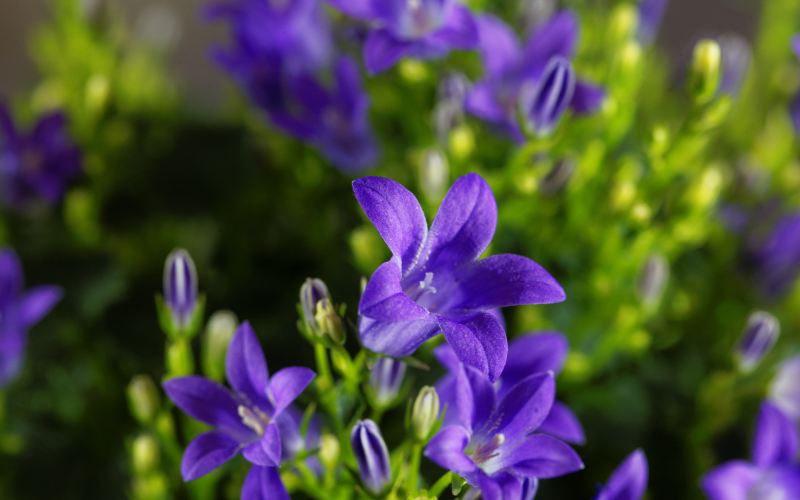 Bellflower Campanula -Blue Flowers Name