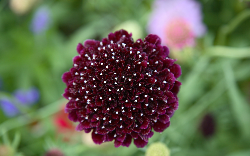 Black Knight Scabiosa Flower - Black Flowers Name