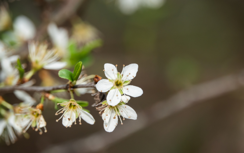 Blackthorn Flower - Flowers Name Starting with B