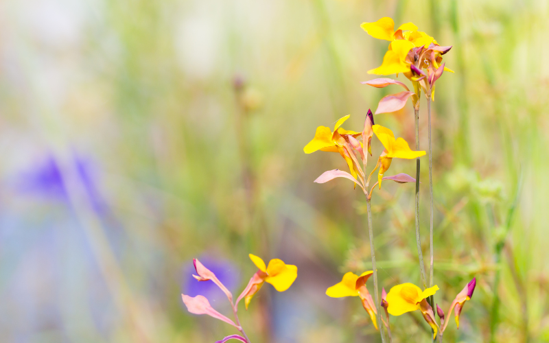 Bladderwort Flower - Top 10 Smallest Flowers in the World