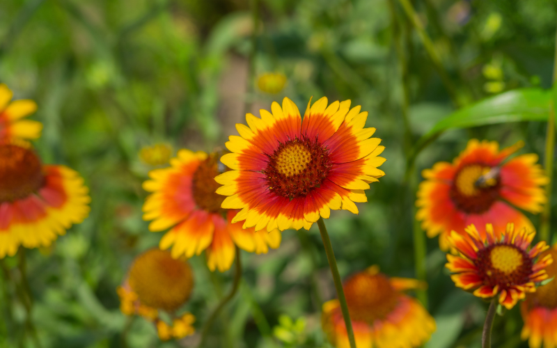 Blanket Flower - Flowers Name Starting with B
