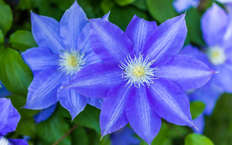 Blue Clematis Flower - Flowers Name Starting with B