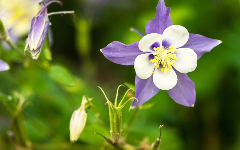 Blue Columbine Flower - Flowers Names Starting with B