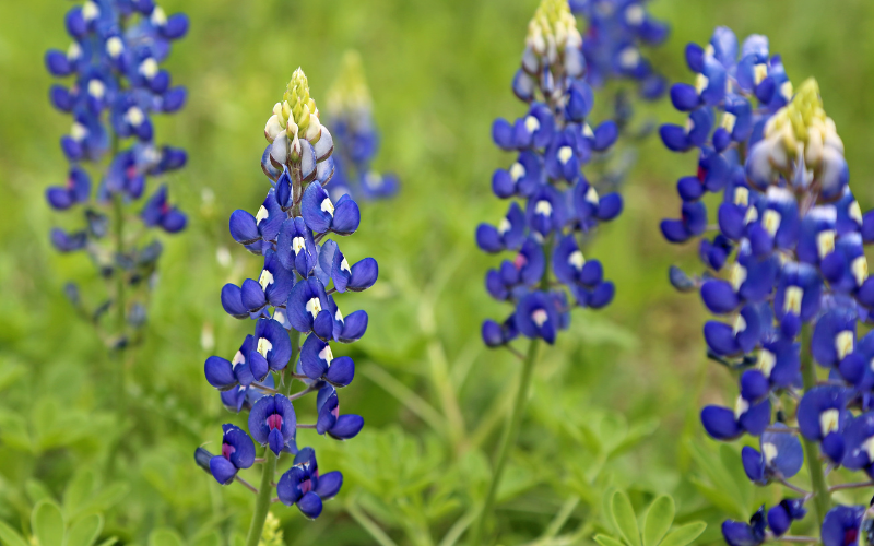 Blue Lupine Flower - Flowers Names Starting with B