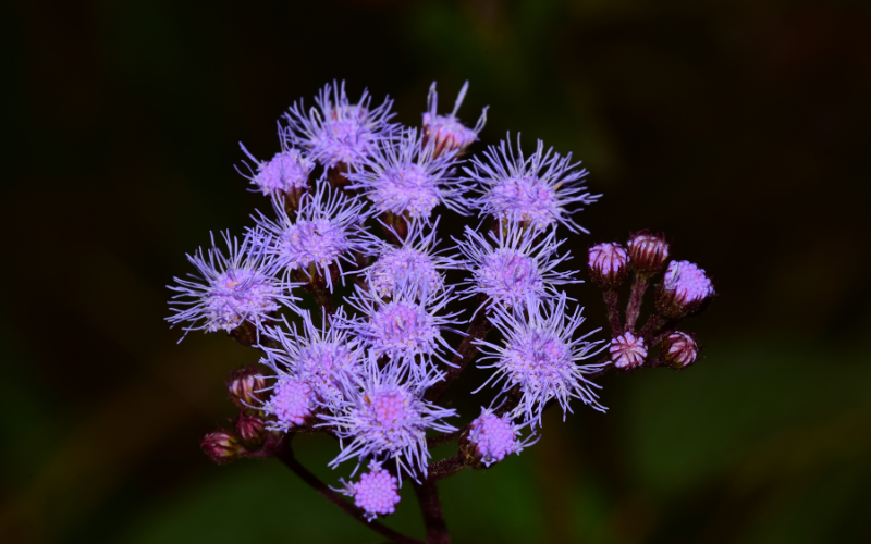 Blue Mistflower - Flowers Name Starting with B