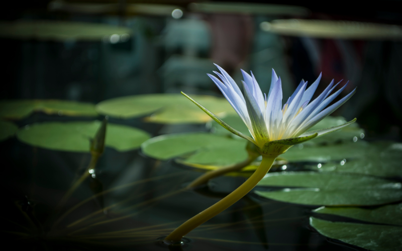 Blue Waterlily Flower - Blue Flowers Name with Pictures