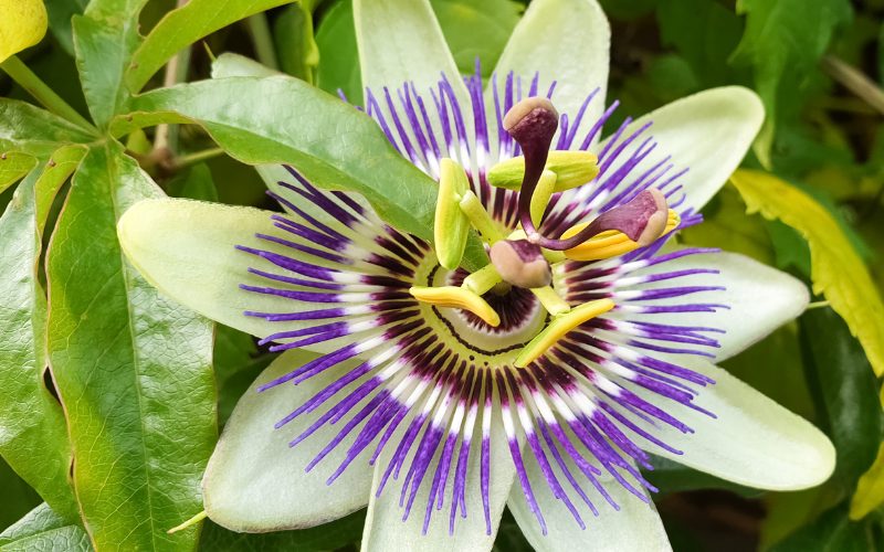 Bluecrown Passionflower Flower - Blue Flowers Name with Pictures