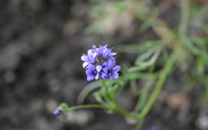 Bluehead Gilia Flower - Blue Flowers Name with Pictures