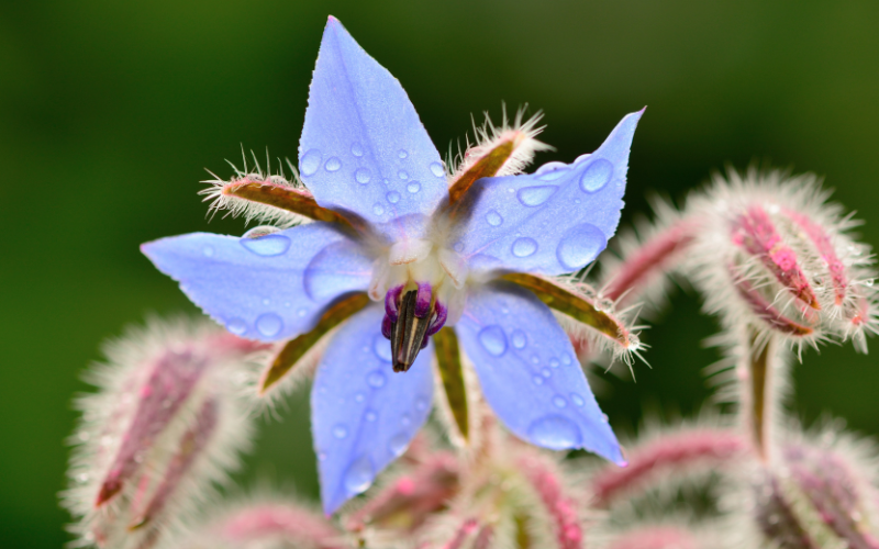 Borage flower - Flowers Name Starting with B