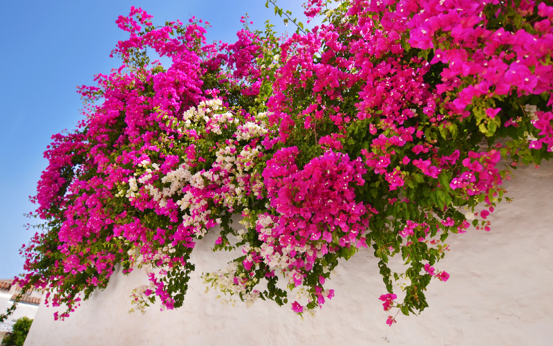 Bougainvillea Flower - Flowers Name In Korean and English