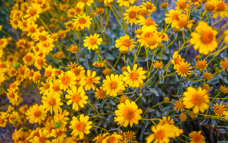 Brittlebush flower- Flowers Name Starting with B