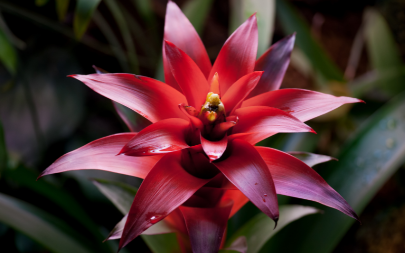 Bromeliad Flower - Flowers Name Starting with B