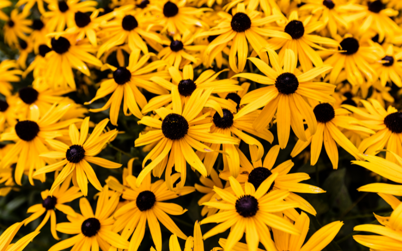Brown-Eyed Susan Flower - Flowers Name Starting with B