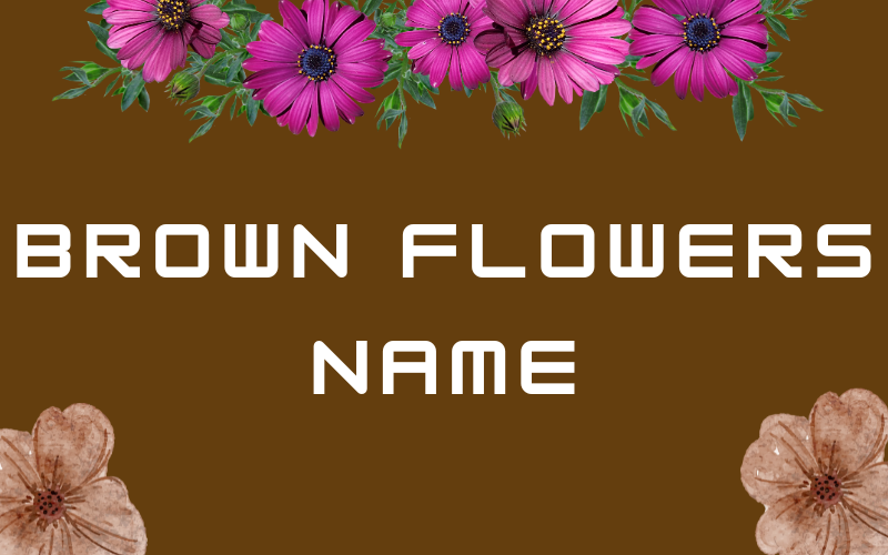 Brown Flowers Name